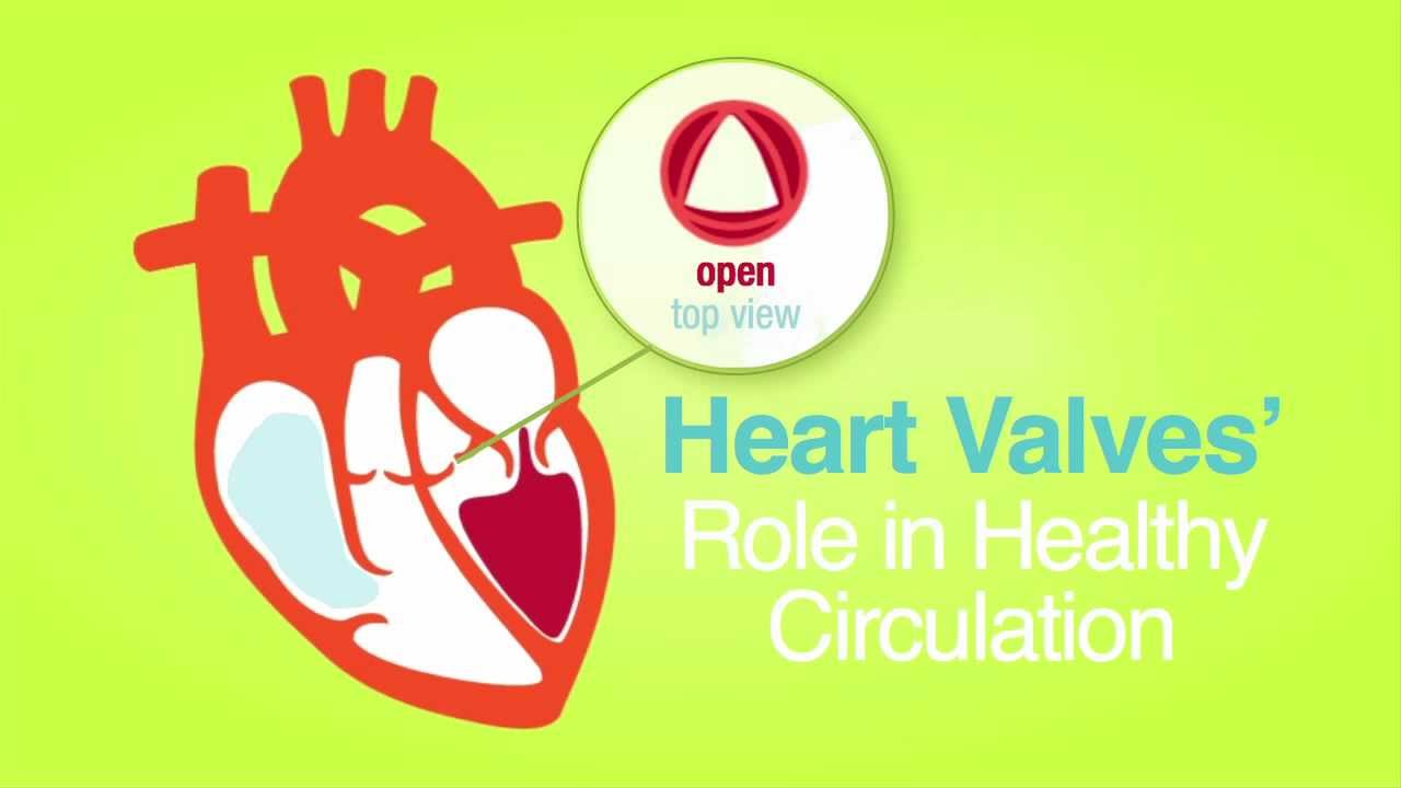 Roles of Your Four Heart Valves American Heart Association