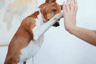 small brown and white dog giving a persons hand a high five