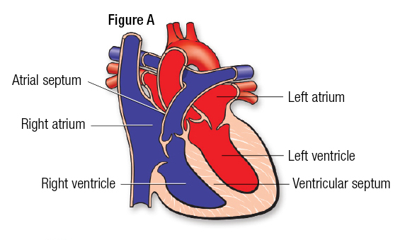 Heart: Anatomy & Function