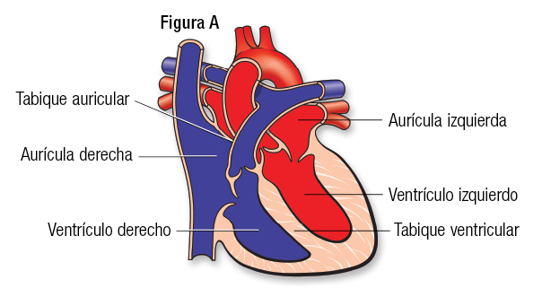 Normal Fig A SP