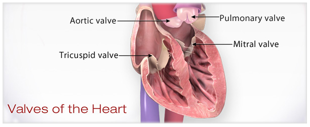 Roles of Your Four Heart Valves
