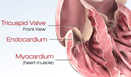 myocardium anatomy