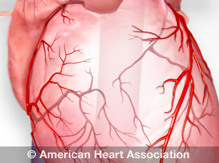 Transesophageal Echocardiogram - Garani Cardiac Centre