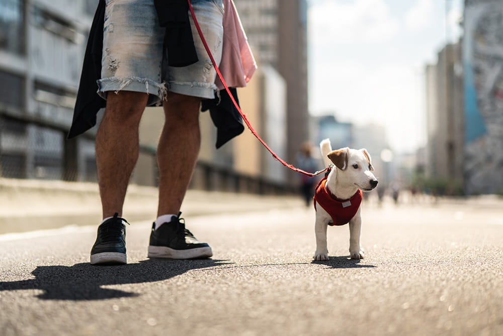 A dog, dressed in a jersey, is taken on a morning walk around the