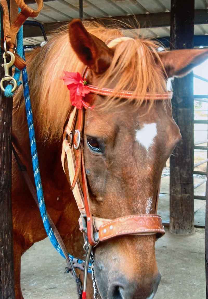 As gentle as Pu was with kids, she turned sassy with adult riders, challenging some of their commands to show who was in charge. (Photo courtesy of the Vara family)