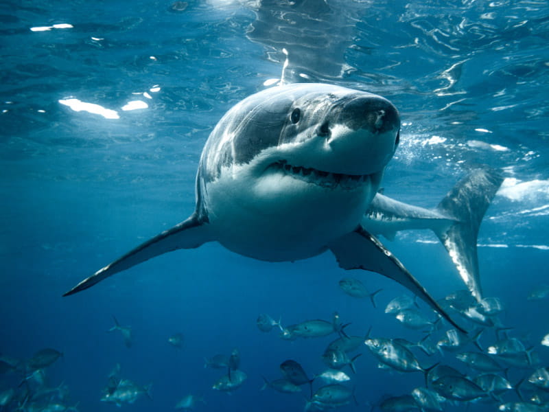 What can sharks teach us about our hearts? | American Heart Association