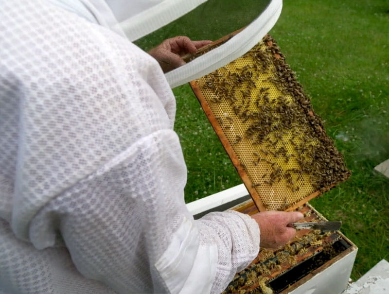 Bee farmer Jimmy Lunsford handles a hive at Ioway Bee Farm, the largest tribal apiary in North America. (Photo by Mark Birnbaum Productions/American Heart Association)