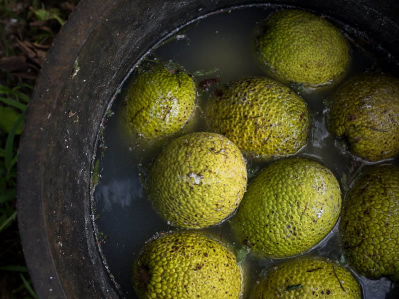 Breadfruit, also known by its Hawaiian name, 'ulu, can grow as big as a small basketball and has numerous nutritional benefits. (Photo courtesy of Hawai'i 'Ulu Cooperative)