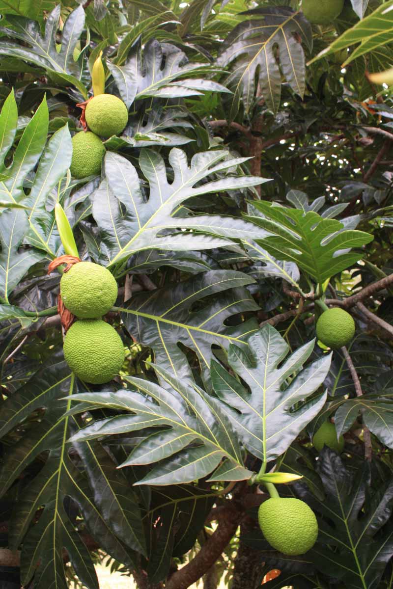 Traditionally, the 'ulu tree provided wood for houses, canoes and surfboards, and its flowers were used to make leis. (Photo courtesy of National Tropical Botanical Garden)