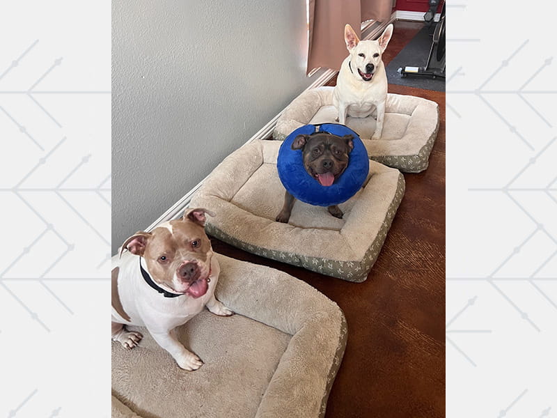Kim Spight's dogs, from left, Zeus, Snoop and Nina, sitting on dog beds and looking at the camera