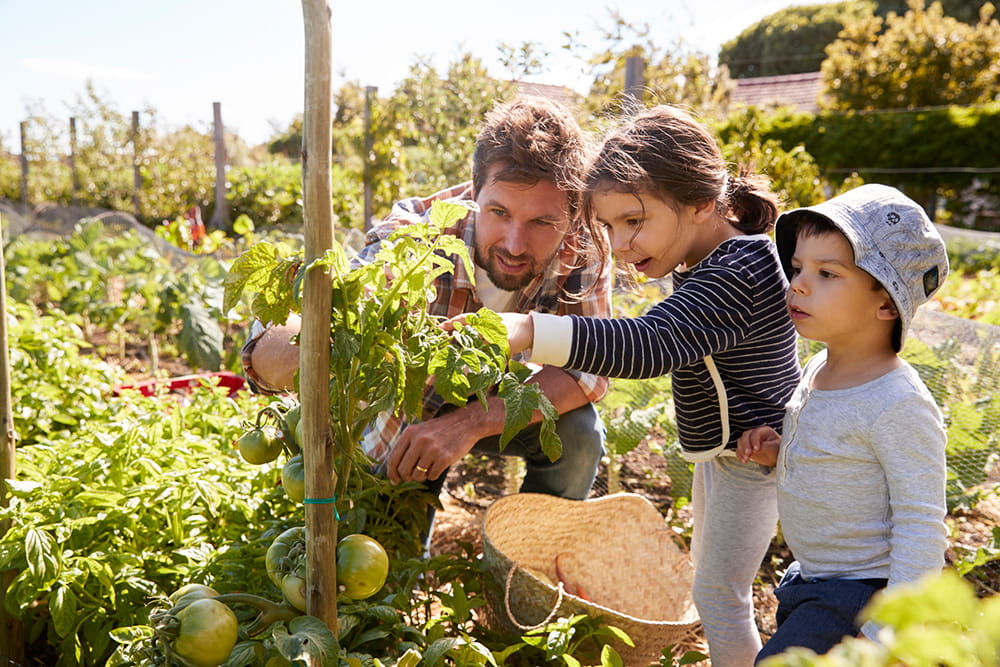 Homegrown Foods From The Garden Make Family Meals Healthier American Heart Association