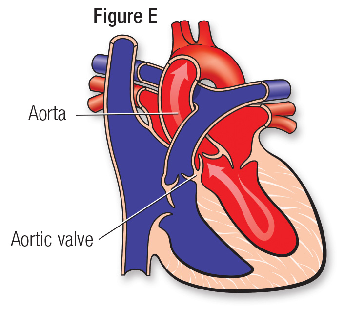 normal heartbeat