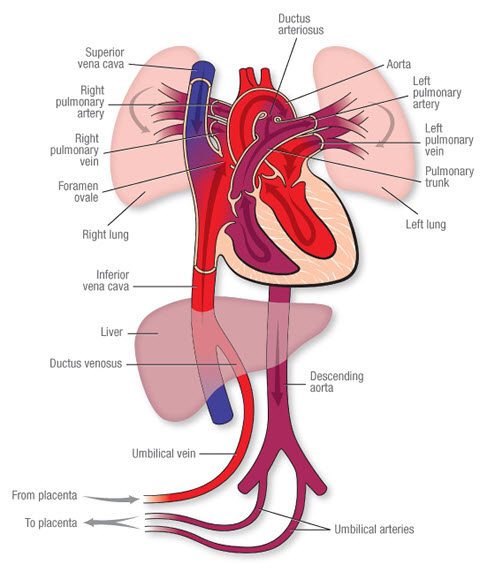 Fetal Circulation American Heart Association