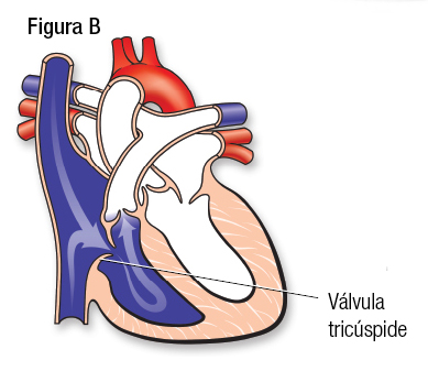  Normal Abb. B SP