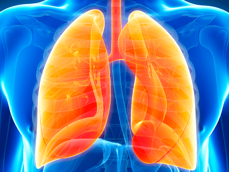 Illustration of lungs