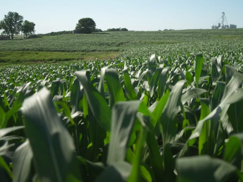 Focusing on soil health has created healthier, more diverse yields for the Iowa Tribe of Kansas and Nebraska in northeast Kansas. (Photo by Mark Birnbaum Productions/American Heart Association)